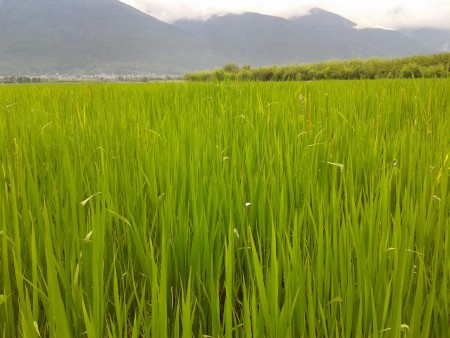das gras ist grün